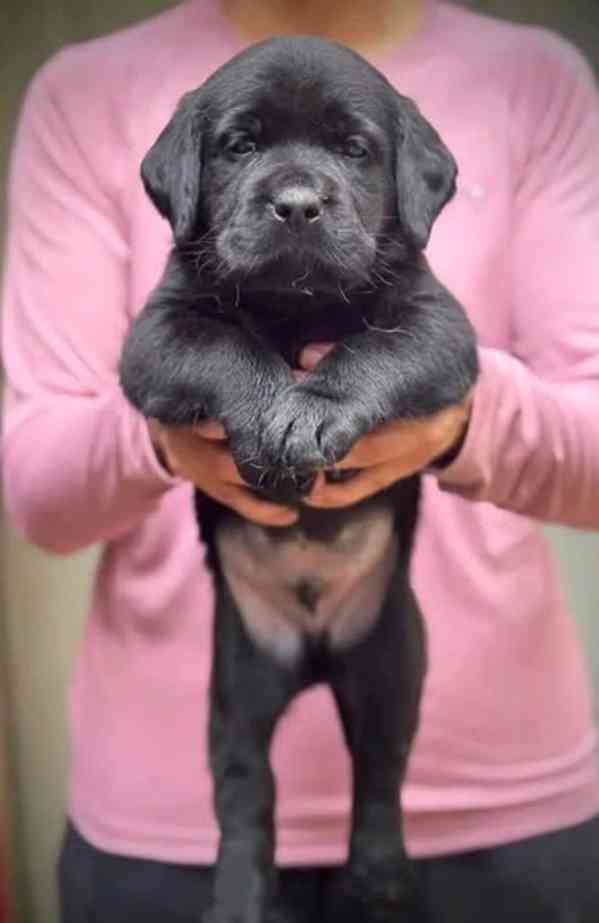 Roztomilý labradorský retrívr - foto 5