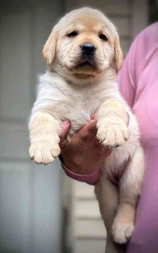 Roztomilý labradorský retrívr - foto 2