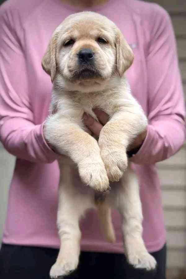 Roztomilý labradorský retrívr - foto 3