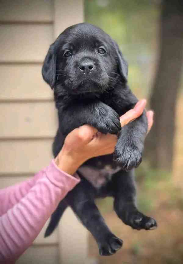 Roztomilý labradorský retrívr - foto 4