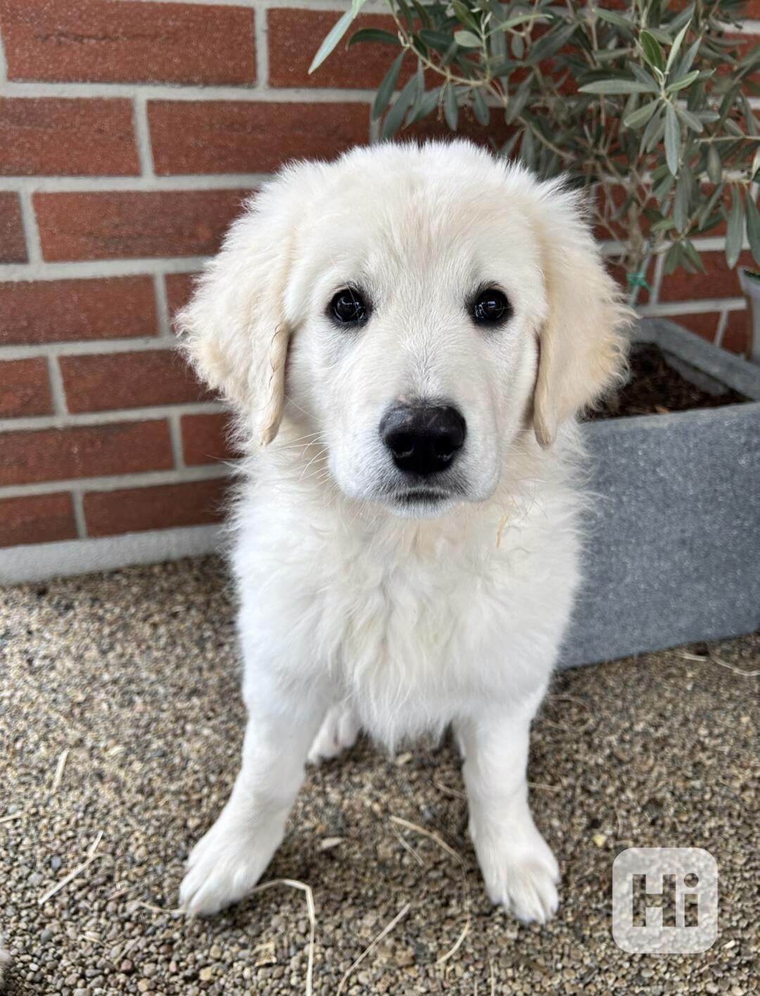 Slovenský čuvač - štěňátko s PP - foto 1