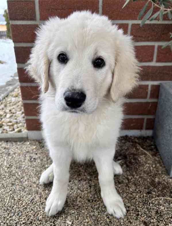 Slovenský čuvač - štěňátko s PP - foto 2