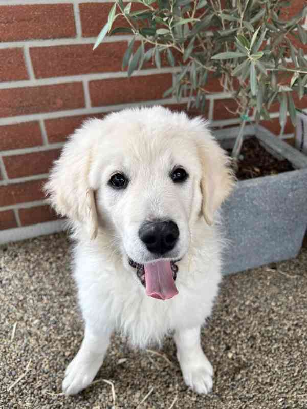 Slovenský čuvač - štěňátko s PP - foto 3