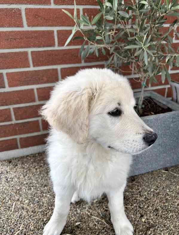 Slovenský čuvač - štěňátko s PP - foto 4