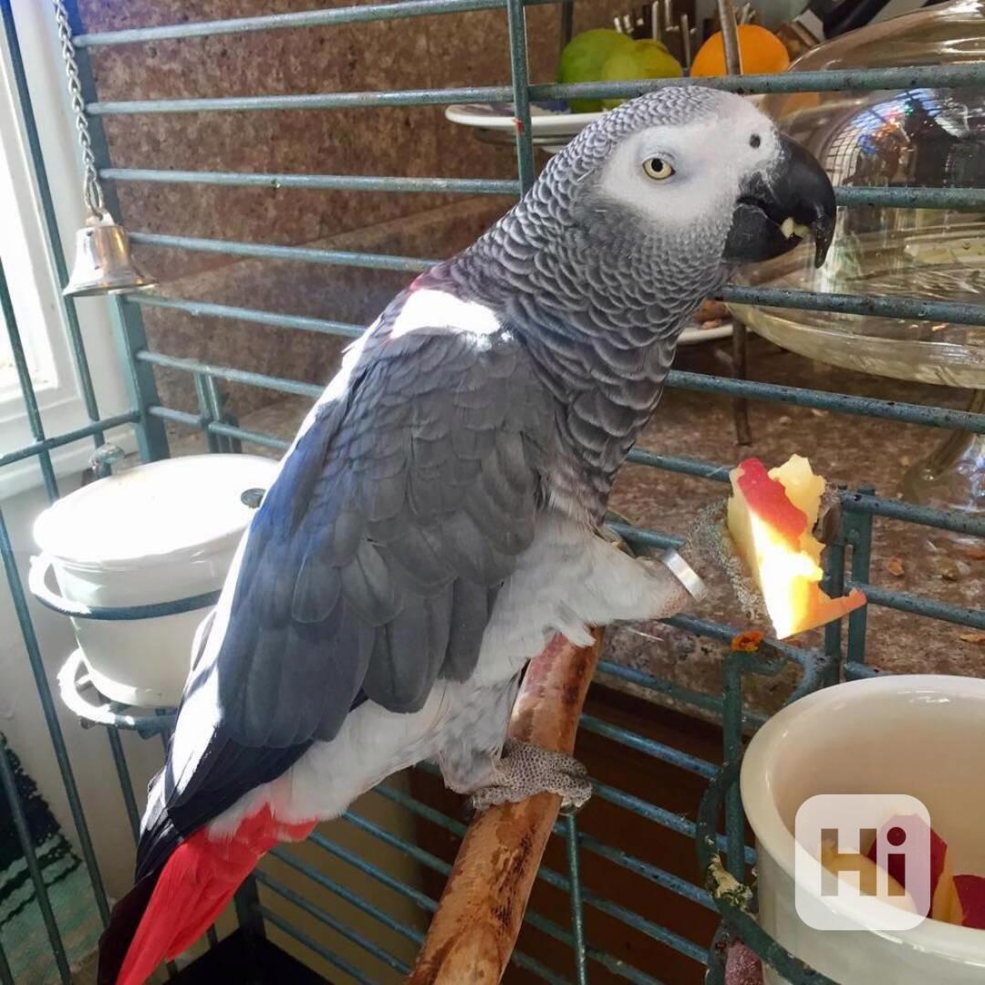 Roztomilý pár papoušků šedých - foto 1