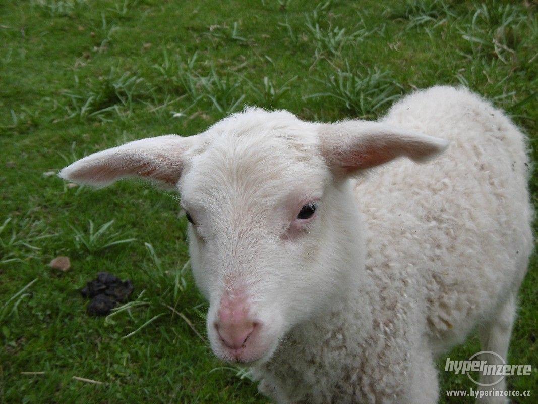 Prodám jehňata východofríské ovce - foto 1