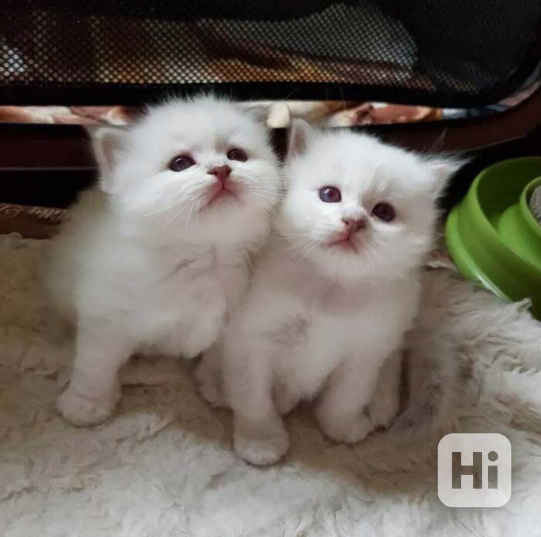 Perská koťata - foto 1