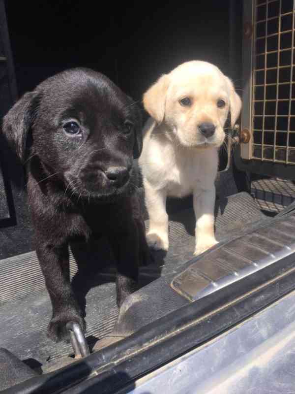 Štěňata labradorského retrívra - foto 4