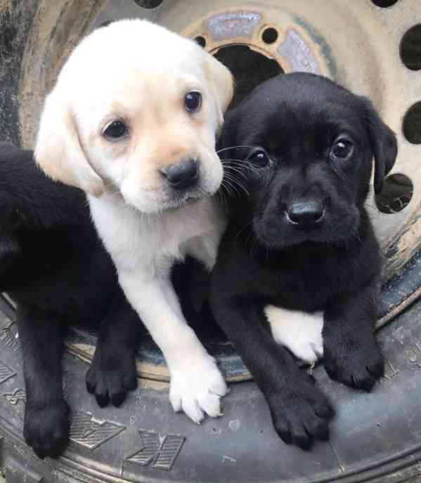 Štěňata labradorského retrívra - foto 5