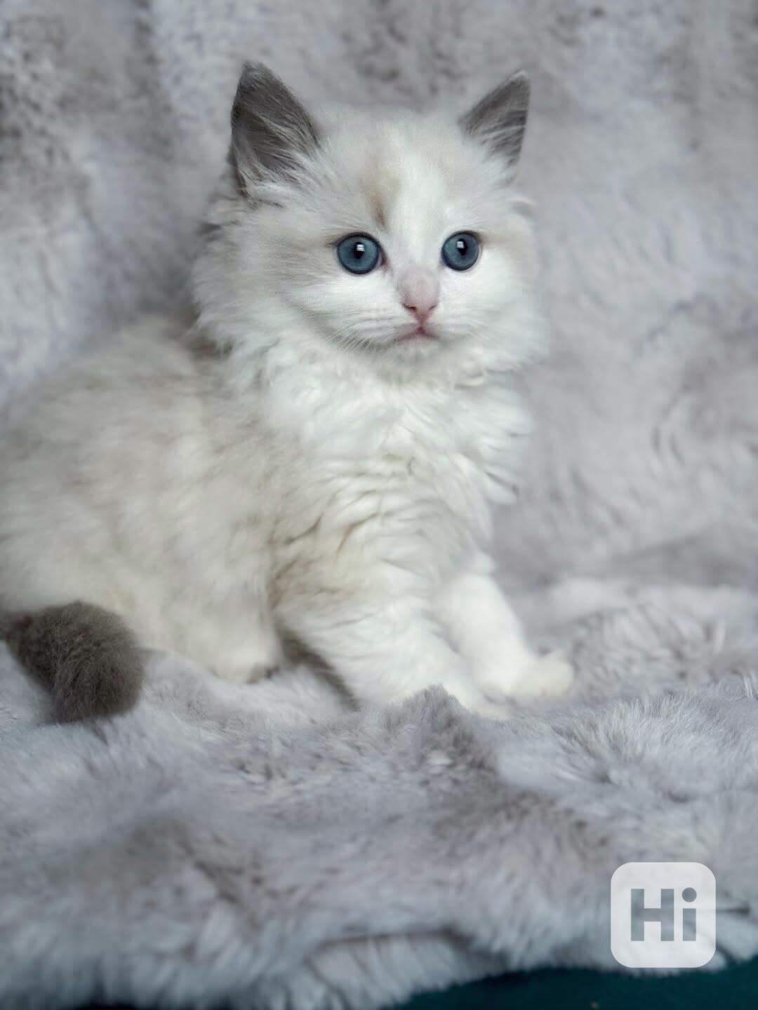 Nádherná koťátka plemene Ragdoll hledají trvalé rodiny - foto 1