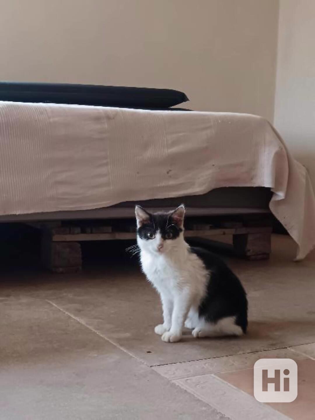 Strakatí mazlíčci hledají dvounohé kamarády - foto 1