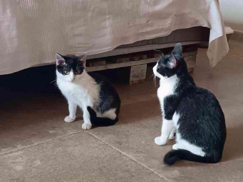 Strakatí mazlíčci hledají dvounohé kamarády - foto 6