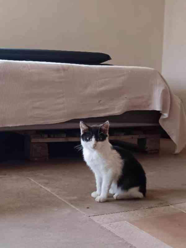 Strakatí mazlíčci hledají dvounohé kamarády - foto 1