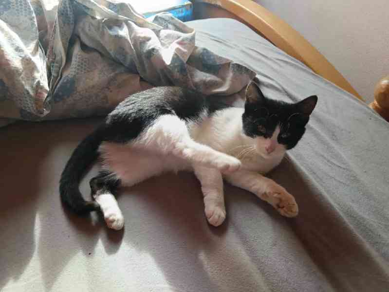 Strakatí mazlíčci hledají dvounohé kamarády - foto 4