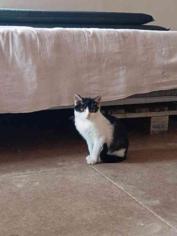 Strakatí mazlíčci hledají dvounohé kamarády - foto 5