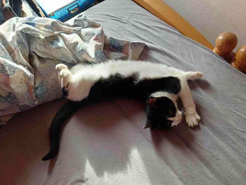 Strakatí mazlíčci hledají dvounohé kamarády - foto 2