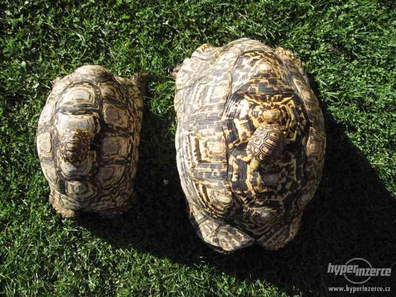 Želva pardálí (Stigmochelys pardalis) - vlastní odchov