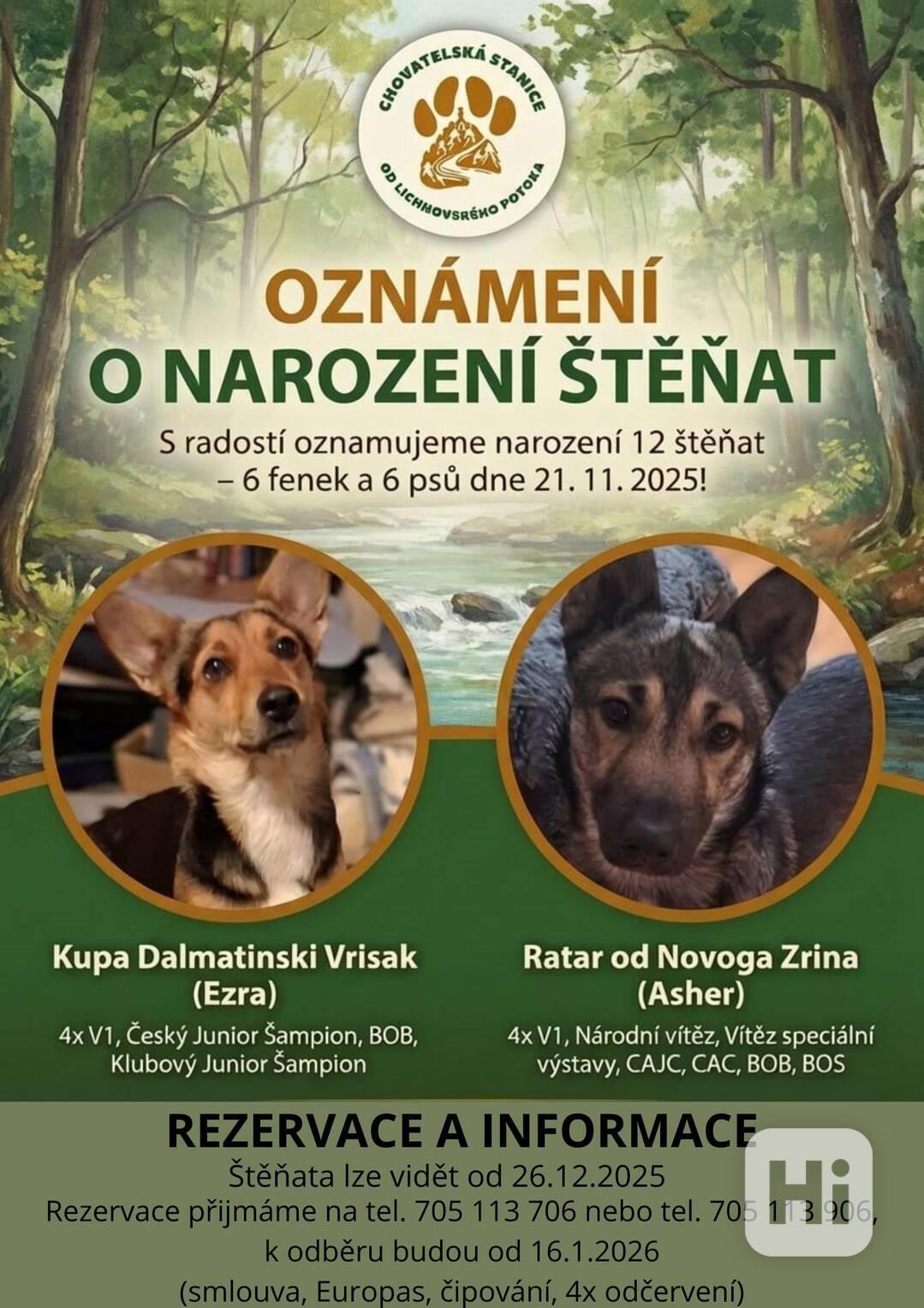 Štěňata s PP Mali medimurski pas (MEDI) - foto 1