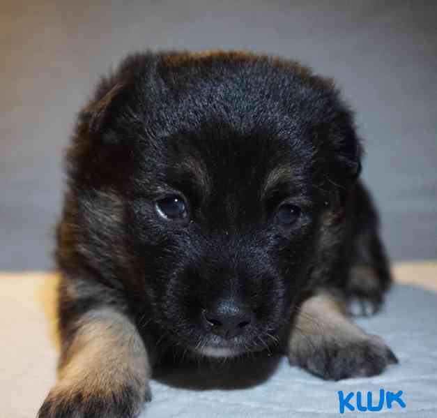 Štěňata s PP Mali medimurski pas (MEDI) - foto 7