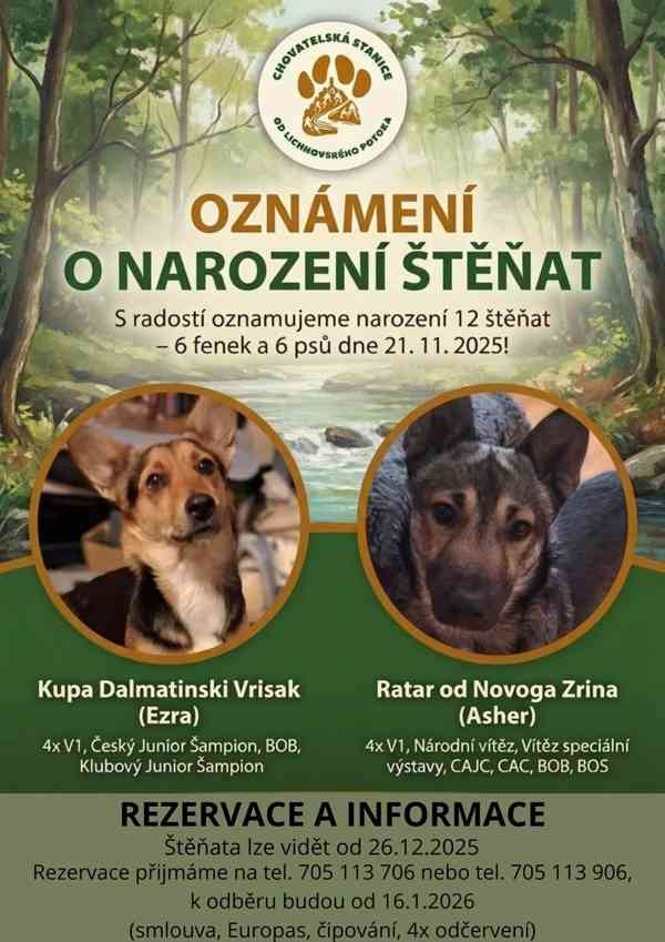 Štěňata s PP Mali medimurski pas (MEDI) - foto 1