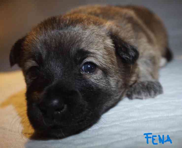 Štěňata s PP Mali medimurski pas (MEDI) - foto 8