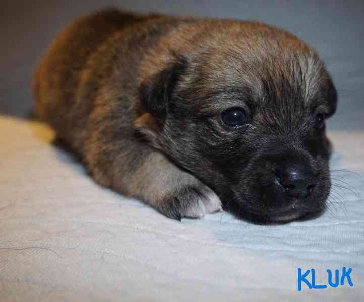 Štěňata s PP Mali medimurski pas (MEDI) - foto 5