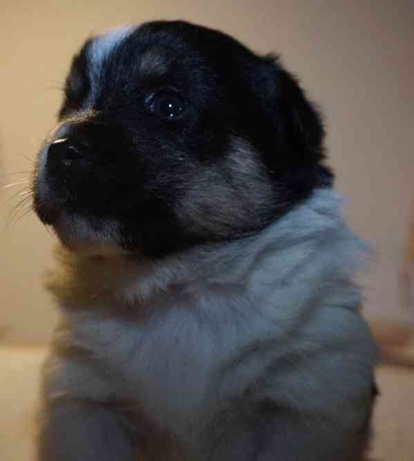 Štěňata s PP Mali medimurski pas (MEDI) - foto 3