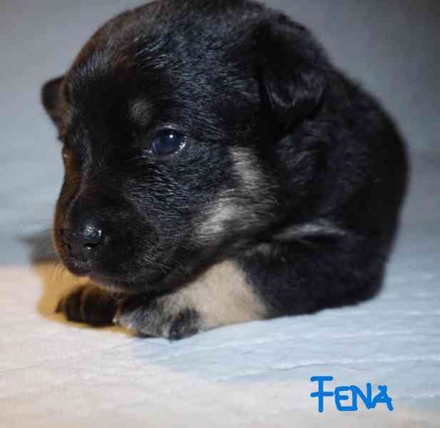 Štěňata s PP Mali medimurski pas (MEDI) - foto 6