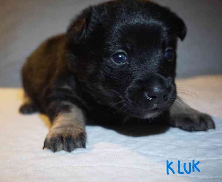 Štěňata s PP Mali medimurski pas (MEDI) - foto 2