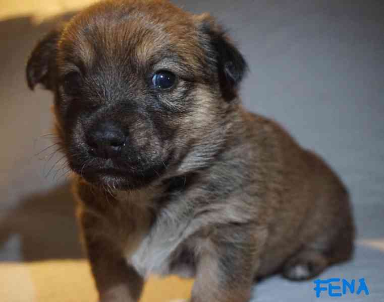 Štěňata s PP Mali medimurski pas (MEDI) - foto 4