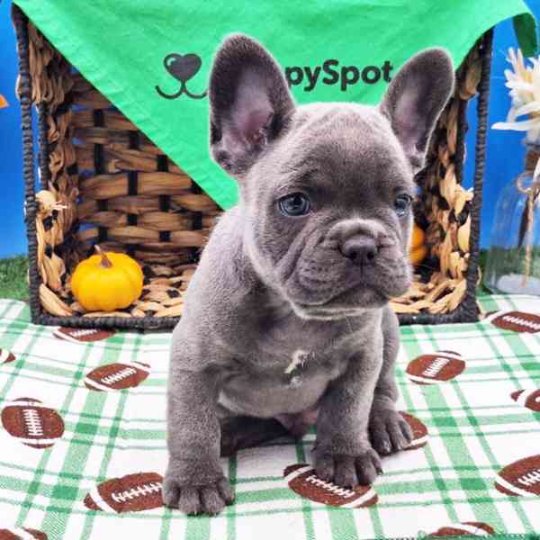 French bulldog - foto 2