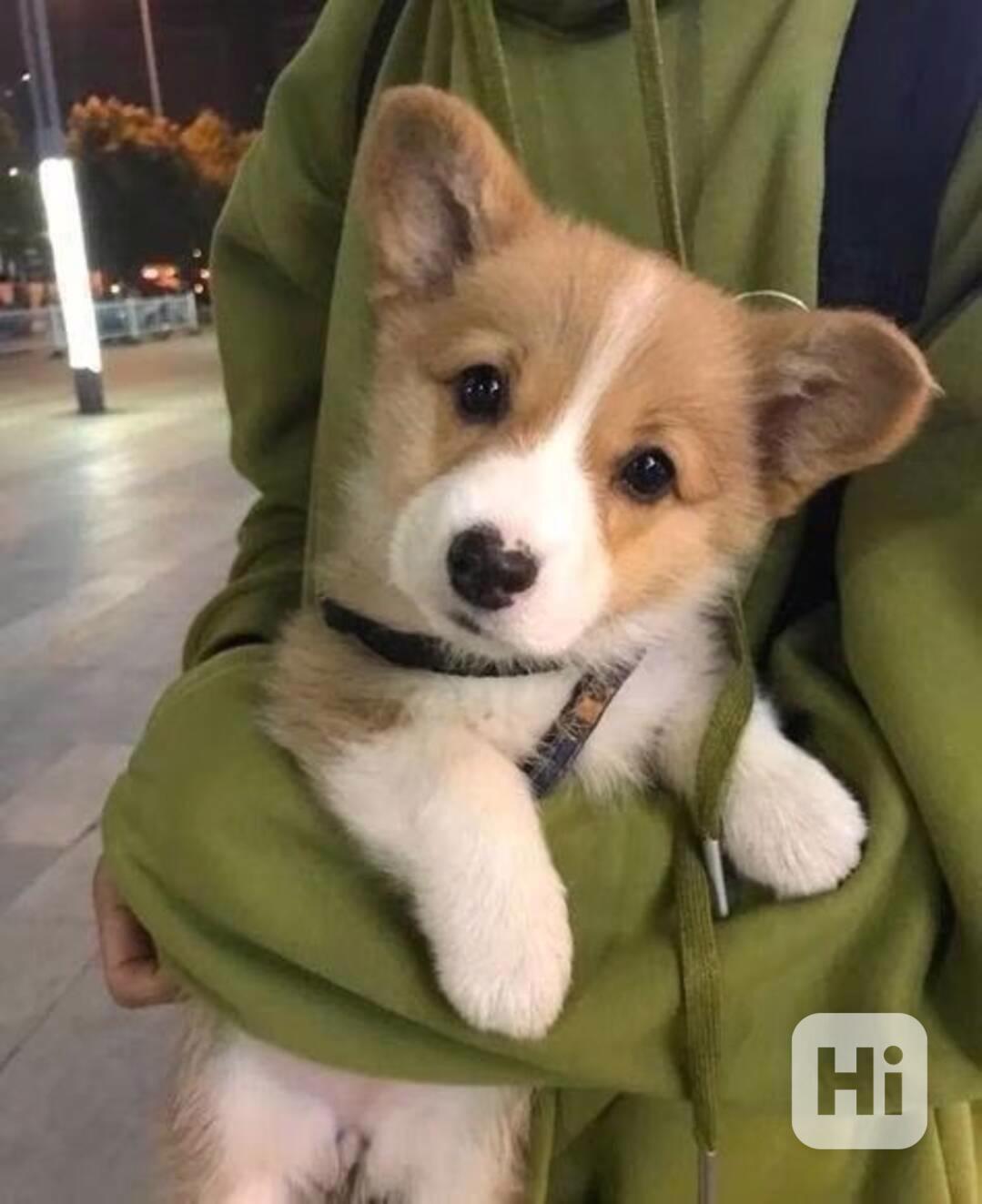  Dárek štěně welsh corgi k adopci zdarma   - foto 1