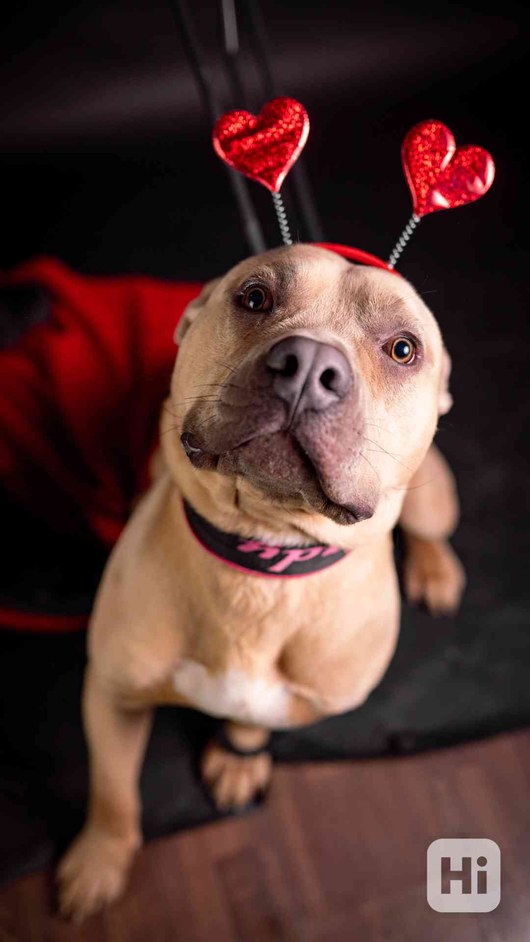 Floky - x bull, aktivní blázen, 2 roky - foto 1