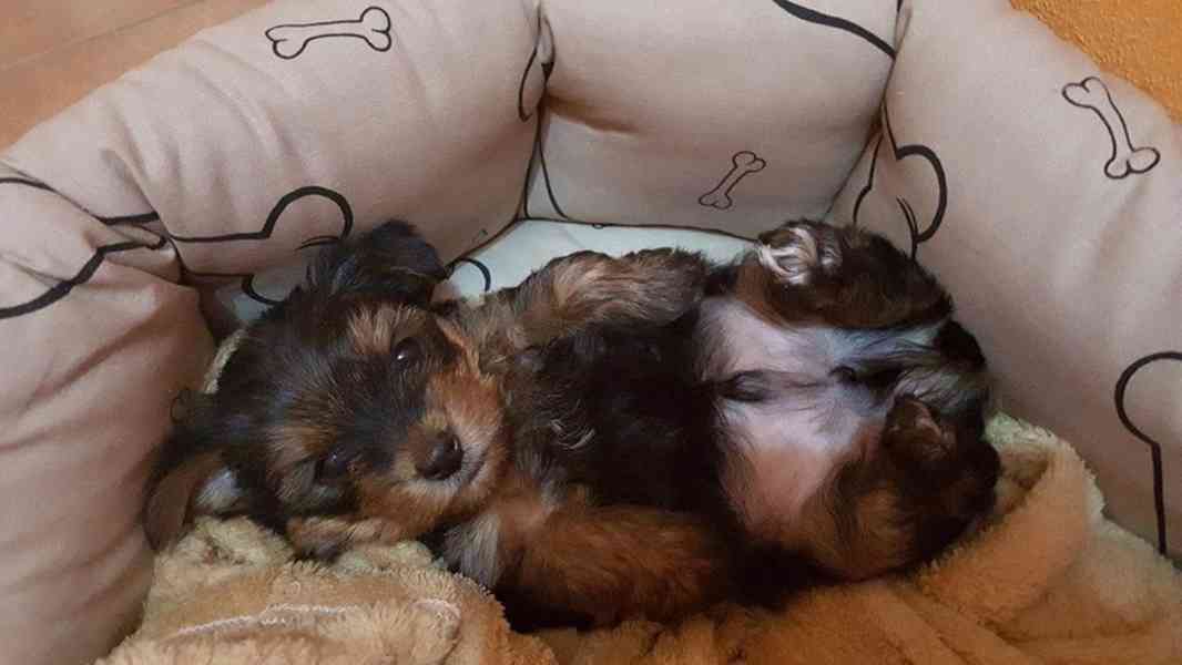 Jorkšírský teriér krytí, připuštění - foto 10