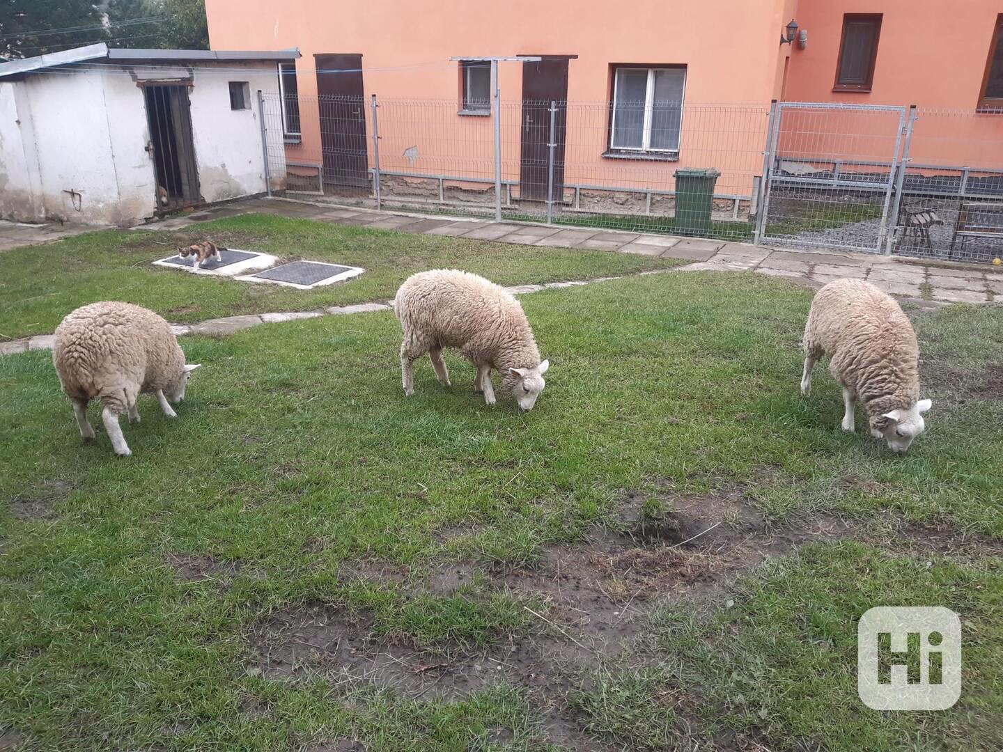 prodej jehňat - foto 1