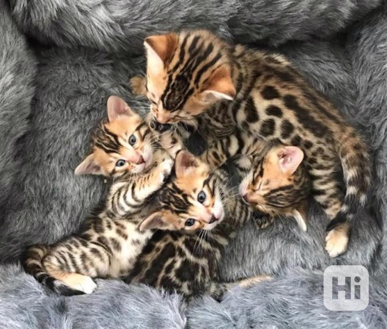 Bengálská koťata k dispozici - foto 1