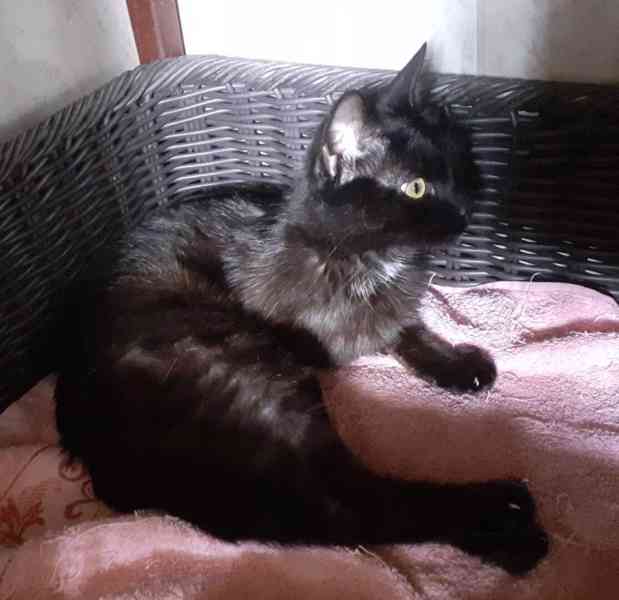 Hodná domácí černá 1roční kočička Marusja Majoránka - foto 3