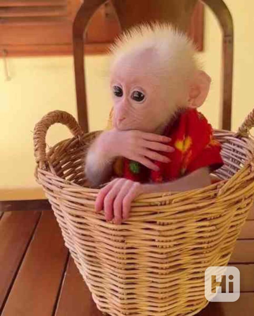 Dobrá povaha a krásná opičí mláďata k adopci zdarma, - foto 1