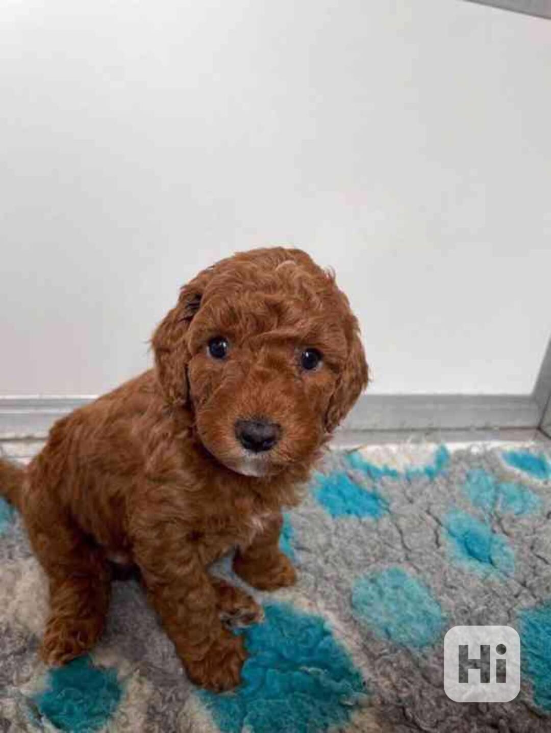 Dvě roztomilá štěňátka pudla - foto 1