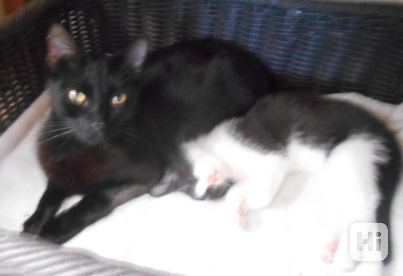 Milá, hodná 2letá černá kočička Líza II. - foto 1