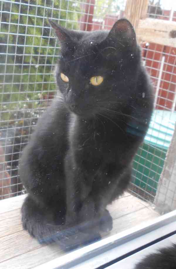 Milá, hodná 2letá černá kočička Líza II. - foto 2