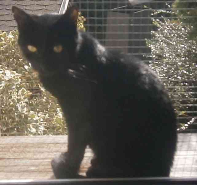 Milá, hodná 2letá černá kočička Líza II. - foto 3