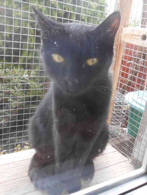 Milá, hodná 2letá černá kočička Líza II. - foto 5