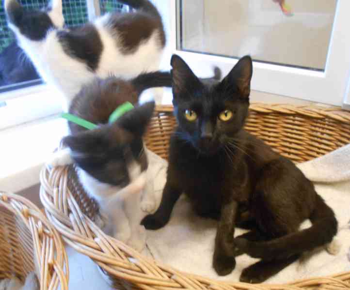 Milá, hodná 2letá černá kočička Líza II. - foto 7