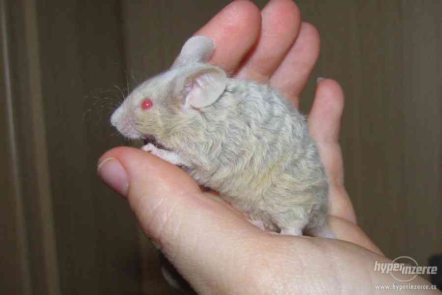 Barevné vymazlené myšky - foto 1