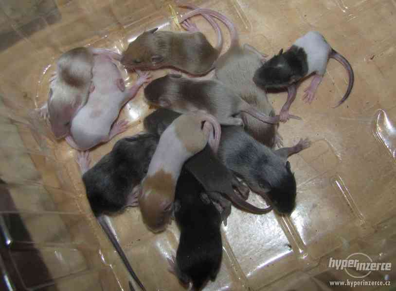 Barevné vymazlené myšky - foto 2