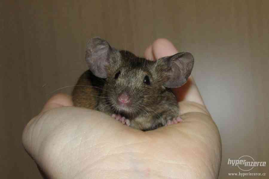 Barevné vymazlené myšky - foto 3
