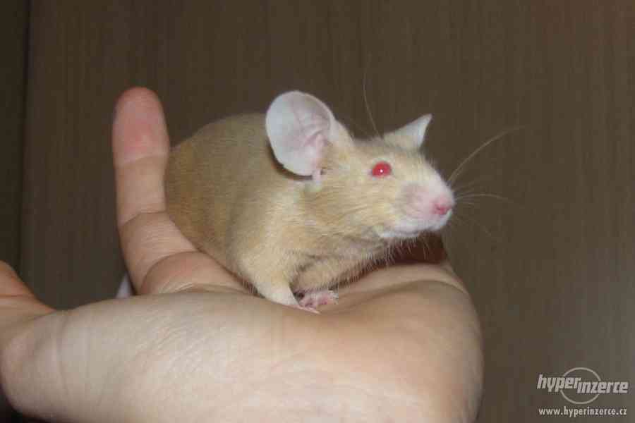 Barevné vymazlené myšky - foto 4