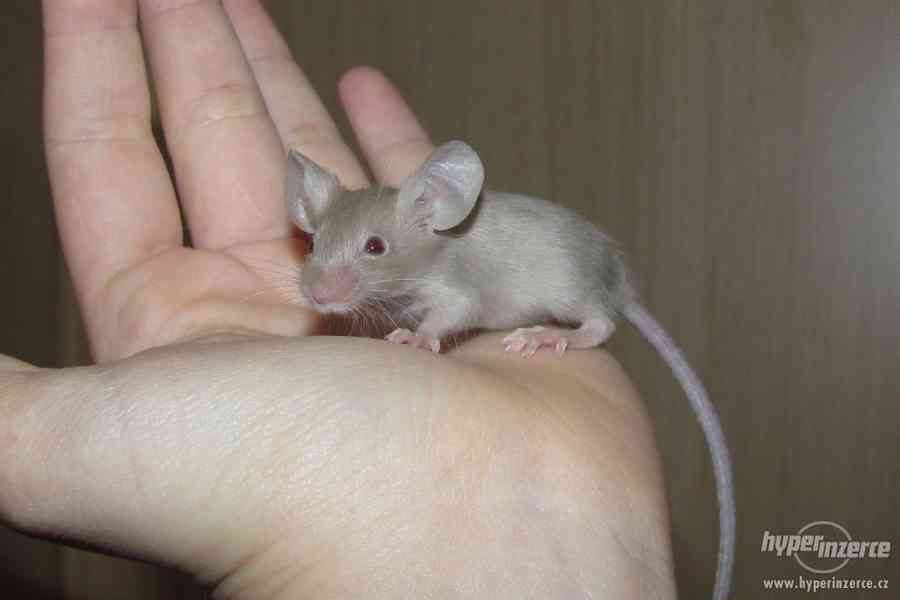 Barevné vymazlené myšky - foto 5
