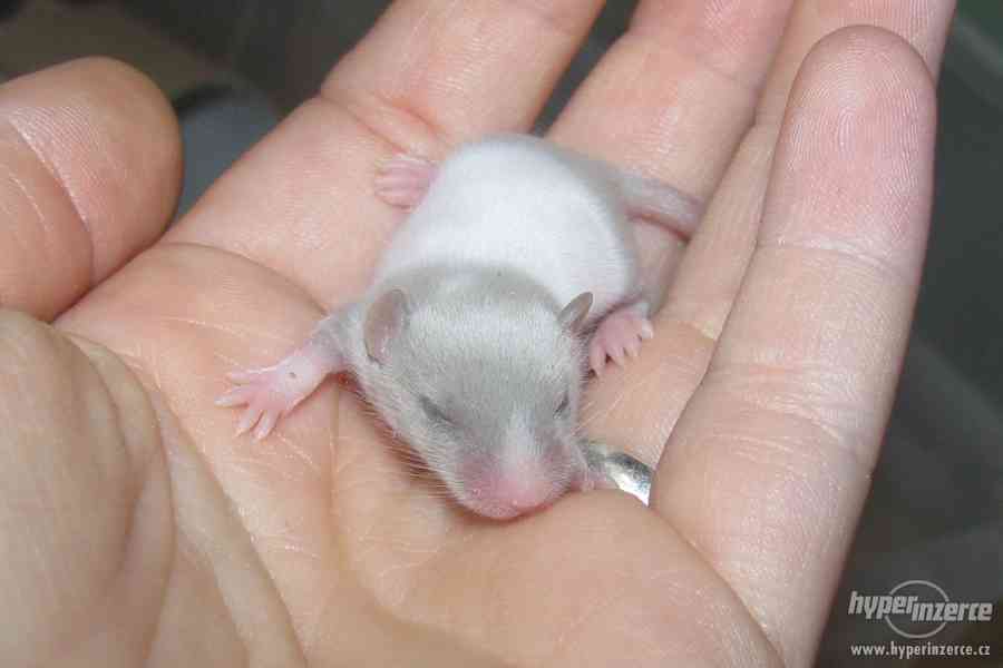 Barevné vymazlené myšky - foto 6